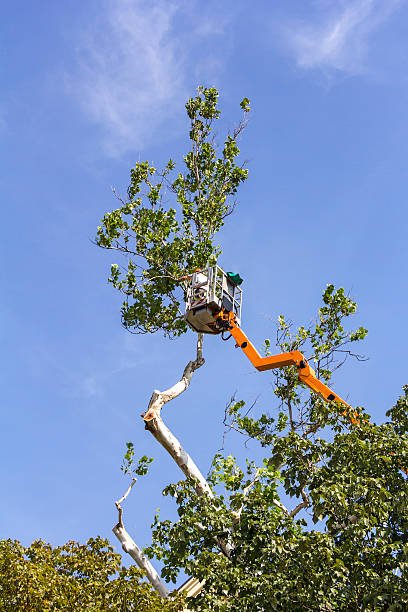 Tree Service Experts in Acworth, GA